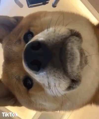Just checking to see whose still with me? 😎❤🐕🚀🚀🚀
