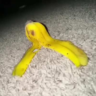 🍌🍌