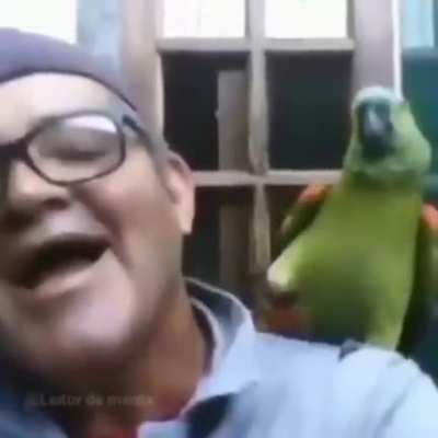 bird