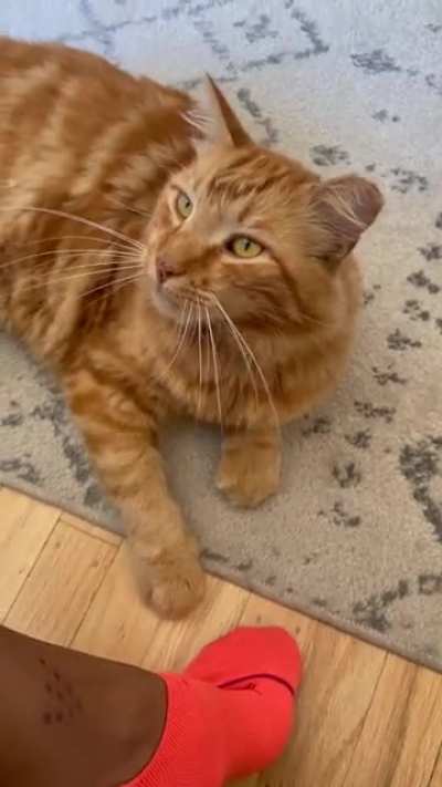 Pet me please