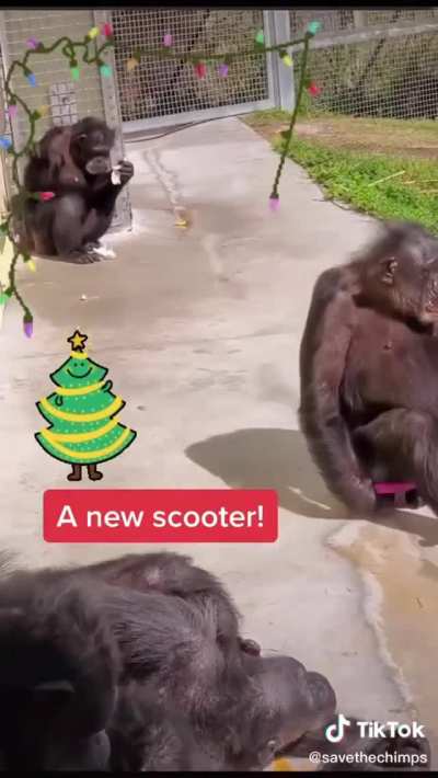 Vicky and her new Chimpmas present at Save the Chimps