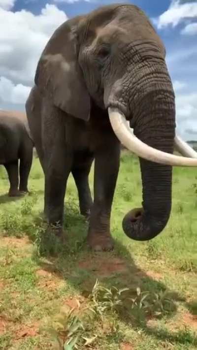 Elephant the Joker!