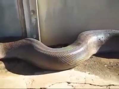 Large snake