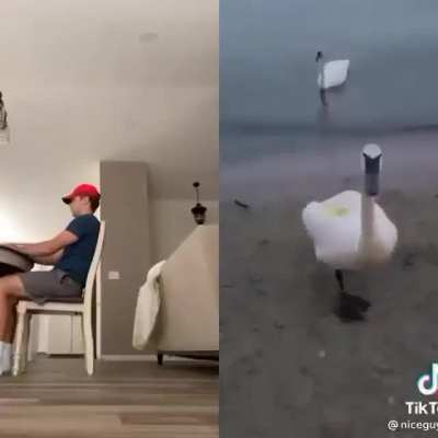 Honk