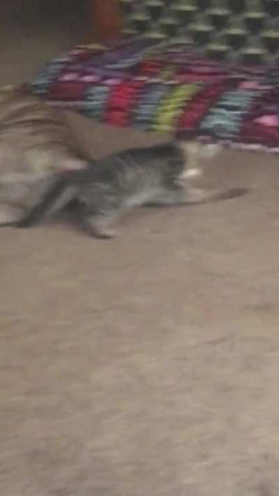My three legged baby Trinity is back playing with her big brother :)