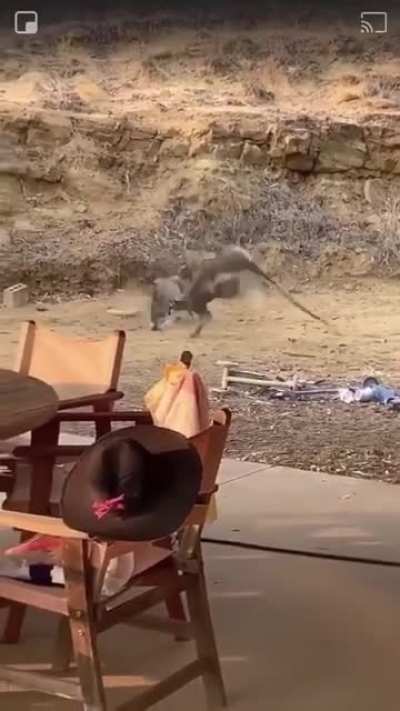 🔥 Kangaroos having a Good Old-Fashioned Bar Fight