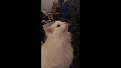 Reposting our sub's mascot, who was confirmed today to have passed on. RIP Thurston Waffles. May he shrimp to his heart's delight in the great beyond.
