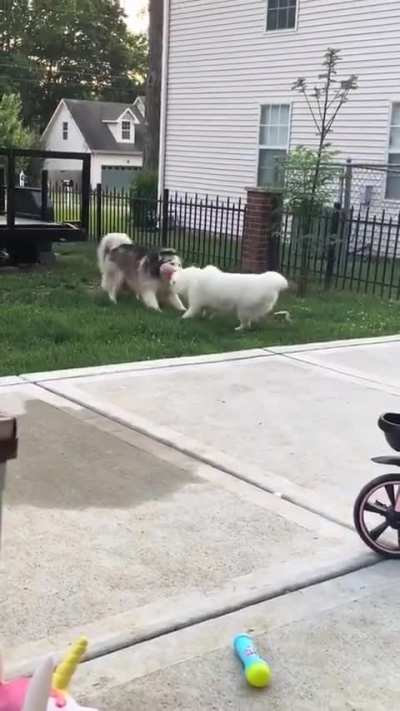 Dawg dance