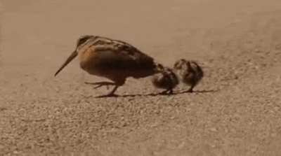When woodcocks rock when they strut, they are actually searching for food! It is suspected that the bobbing helps them detect slight changes in the soil, making it easier to detect worms.