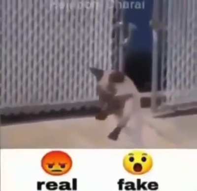 Real?