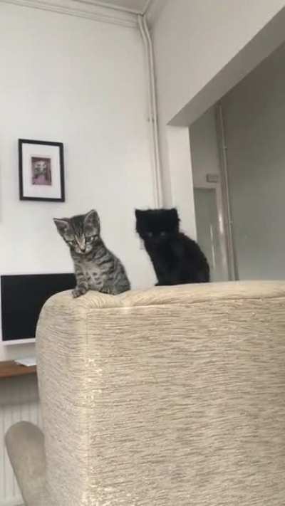 2 kittens to brighten up your day. Can&rsquo;t think of names for them, any ideas?