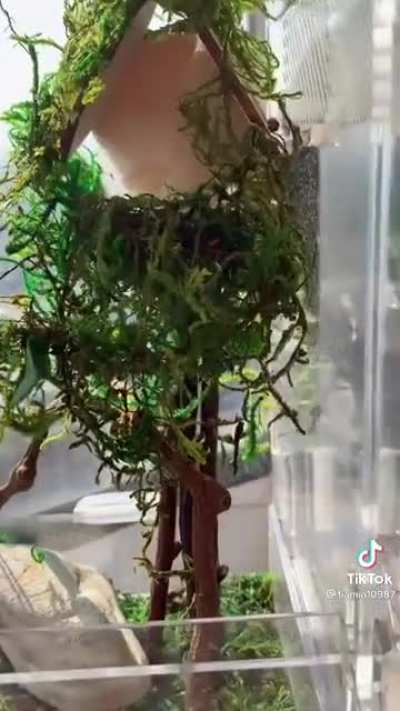 Jumping spiders' treehouses