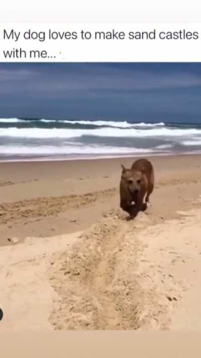Can&rsquo;t see no sandcastle but at least the dog is hap-peh