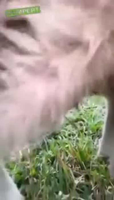 So this is what the inside of a Kangaroo looks like...