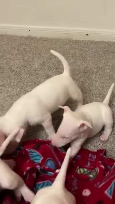 Gimme... the... BLANKET!!!!