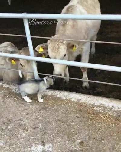 You get a snoot boop! You get a snoot boop! Everyone gets a snoot boop!
