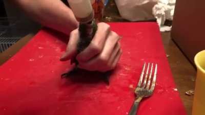 Feeding time
