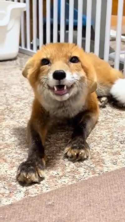 Yay another foxxo!!