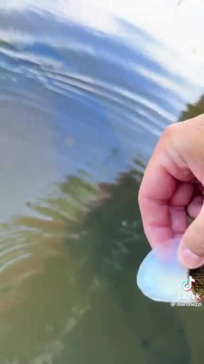 Pulling a lose scale from a giant fish &deg;o&deg;