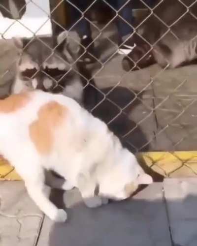 Gato