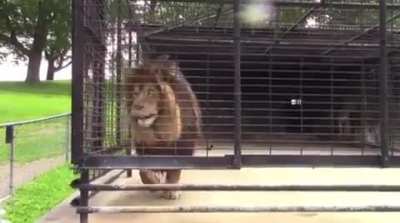 Lion
