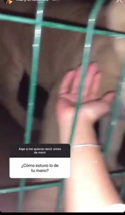 Pet the cat