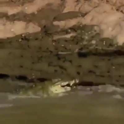 Crocodile straight-up rage quits