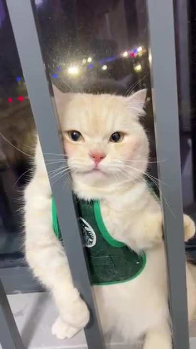 meow