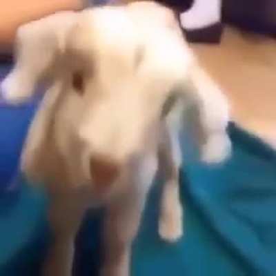 Wimpy goat