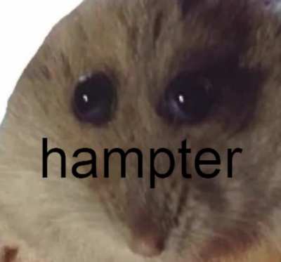 Hampter is hot