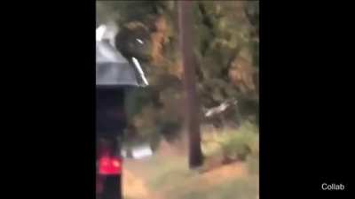 Raccoon goes boing