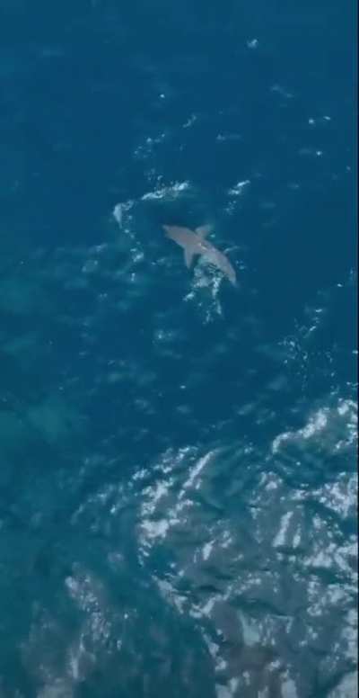 🔥 A huge Orca hunting a Great White shark