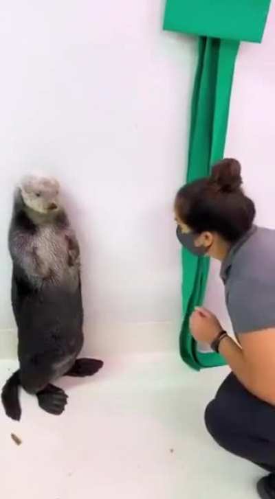 Otters have pockets