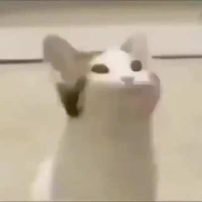 Gatito