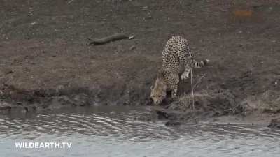 A young male cheetah in South Africa wasn't fast enough. (Whack! ...and gone is the cat!) [credits: wildearth.tv]
