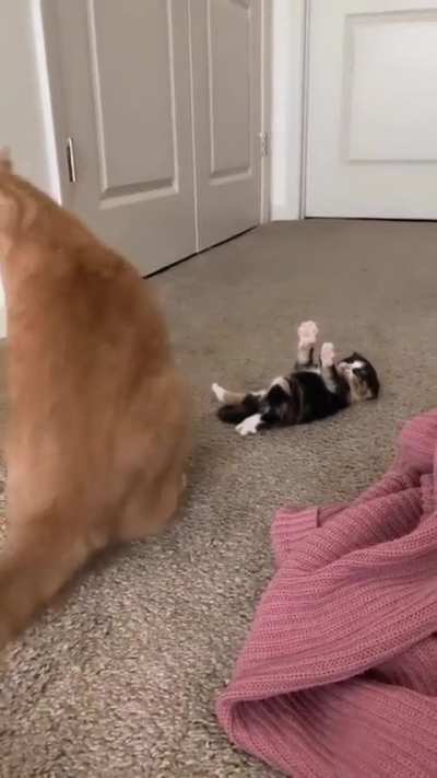 Trying to get Mom&rsquo;s attention