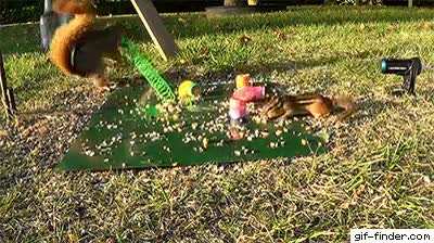 Hit squirrel taking out target