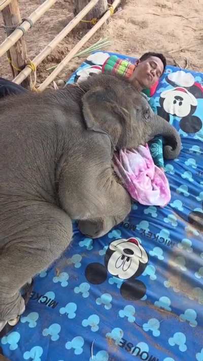 When you're so tired you become a human pillow for a baby elephant