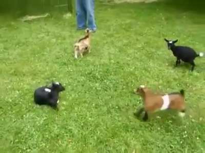 Footage of Aiyuk practicing his hurdles last week
