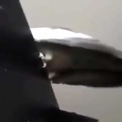 cockatiel