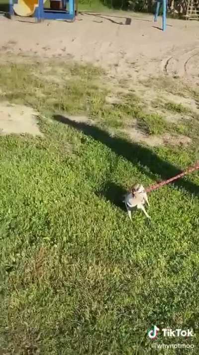 Lady being &ldquo;bit&rdquo; by dog