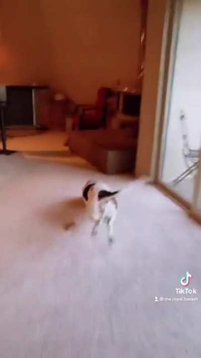 Healthy dog gets to play hide and go seek again.