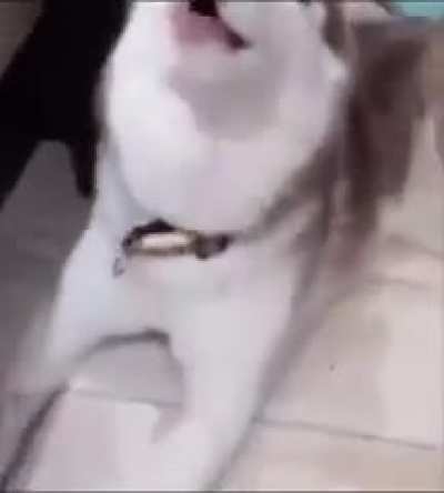 Ele quase se enfio