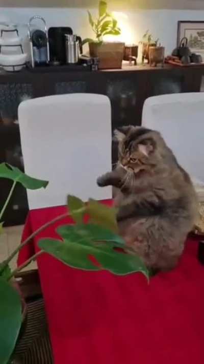 Cat boxing