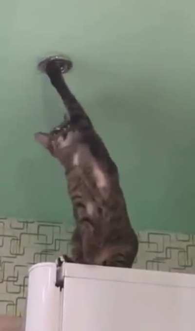 Cats are dopes