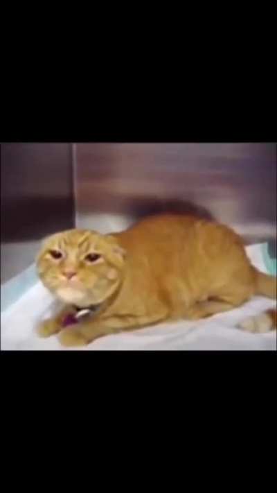 What is the cat saying