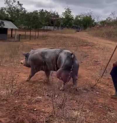 Hogzilla