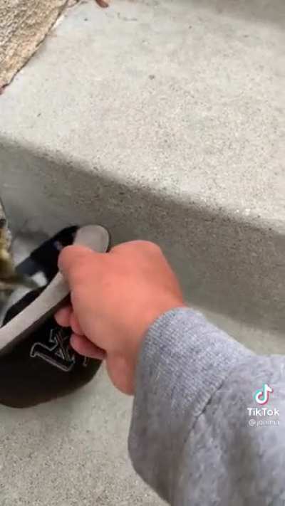 Reuniting a duckling with its family