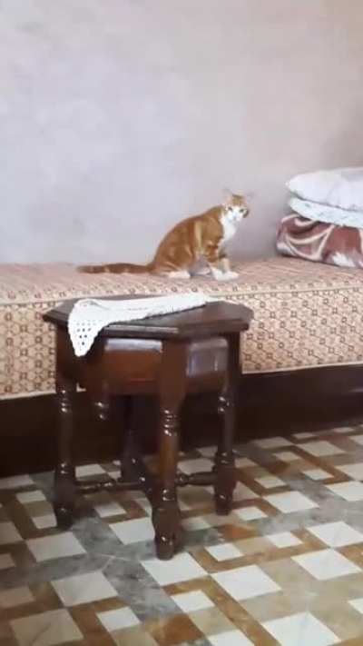 Meow meow meow