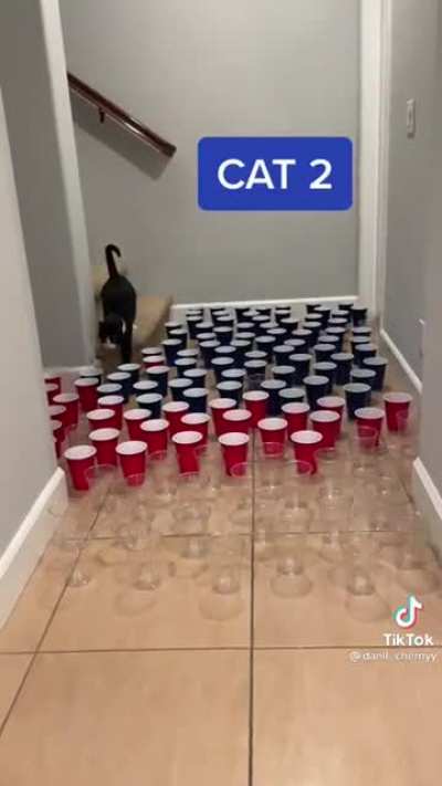 Cats vs. Cups